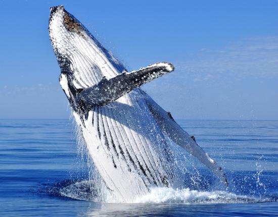 Sea Paradise Tours