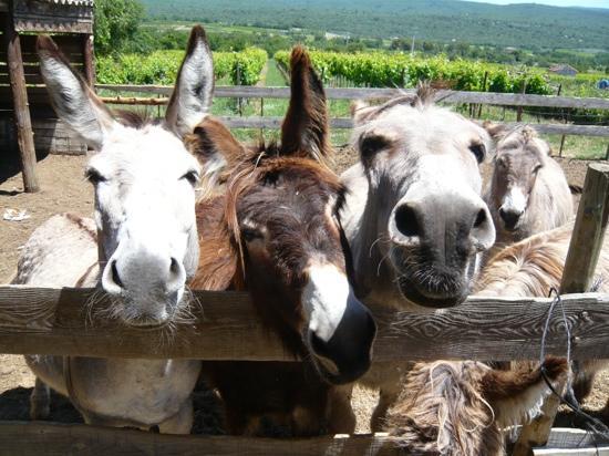 La Petite Ferme