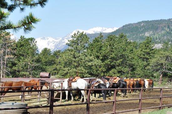 Moraine Park Stables