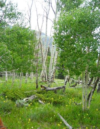 Gore Range Outfitters