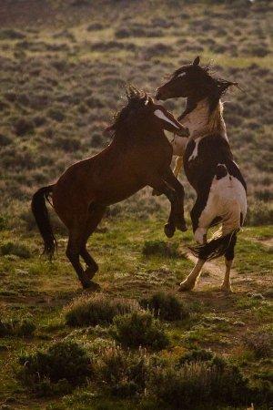 Red Canyon Wild Mustang Tour