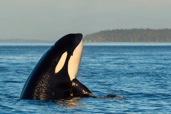 Maya's Legacy Whale Watching