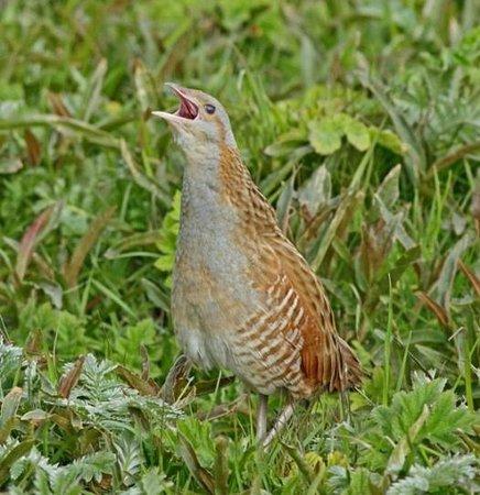 Western Isles Wildlife