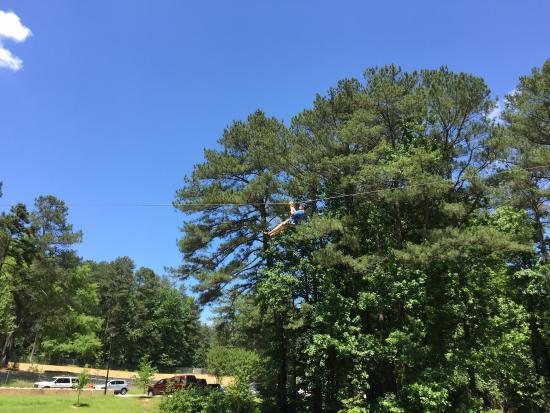 Treetop Quest