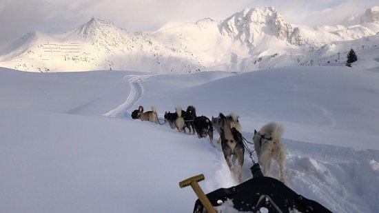Chiens de traineau