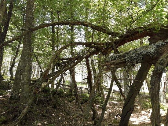 Riserva Naturale I Giganti della Sila