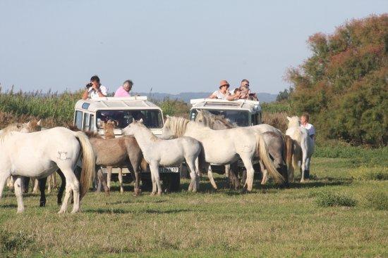 Camargue Decouverte