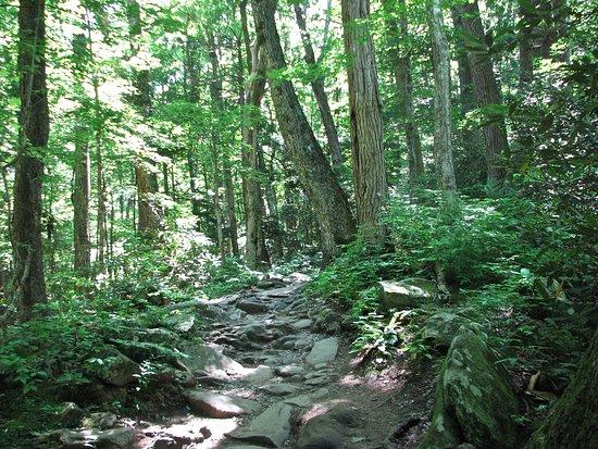Rainbow Falls Trail