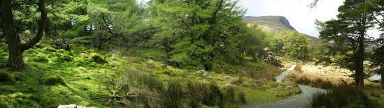 Beddgelert Forest