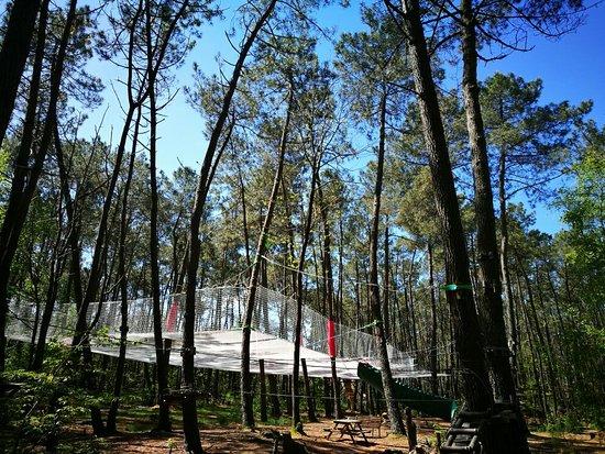 Monkey Forest