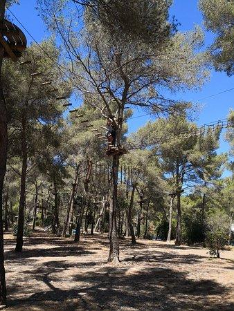 Cassis Forest