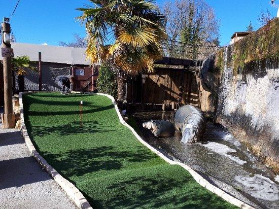 Jungle Golf