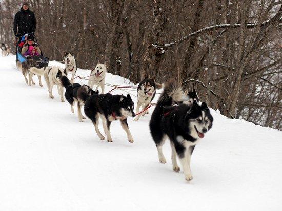 Run Arctic