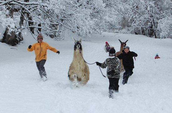 Les Lamas De La Vallee D'Or