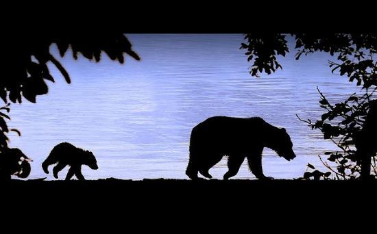 Brother Bear Excursions