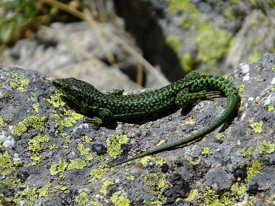 Gredos Guides