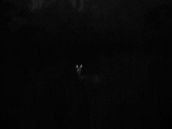 Night Treks Ltd