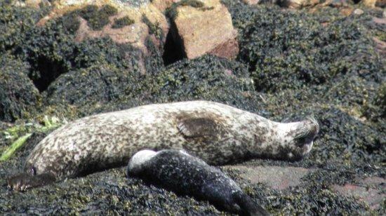 Loch Etive Cruises