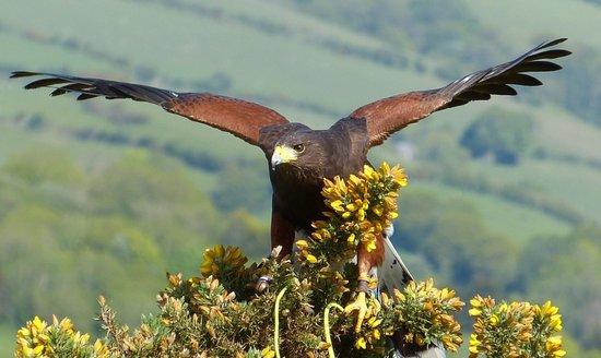 Adventure Falconry