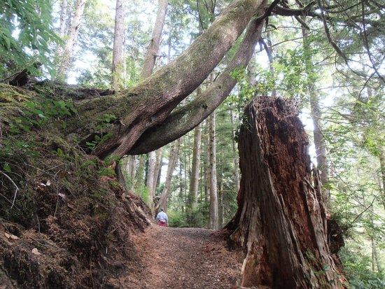 Crestline Park Woodland Trail