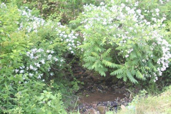 Mahoning Shadow Trail