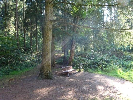 Vareler Wald