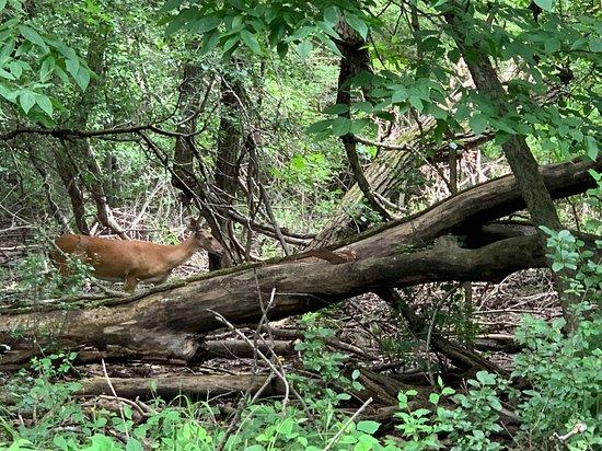 Black Swamp Preserve