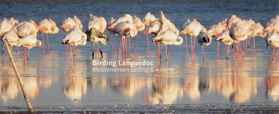 Birding Languedoc