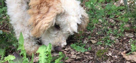 Truffle Experience