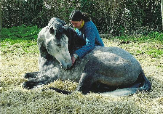 Horse & Heart