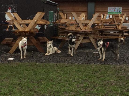 Run With The Pack