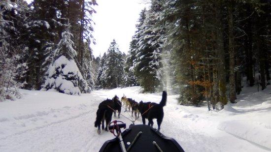 Chien de Traineau Vercors