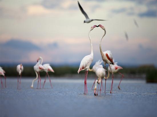 Bureau des Guides Naturalistes
