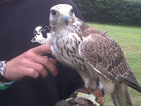 Fallowfields Falconry