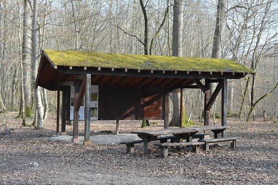 Foret de Montargis