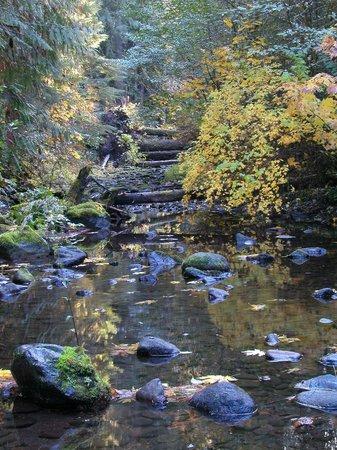 Forest Service Road 19