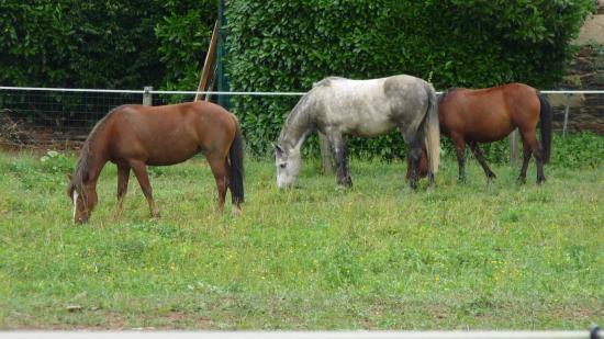 Clem Horse