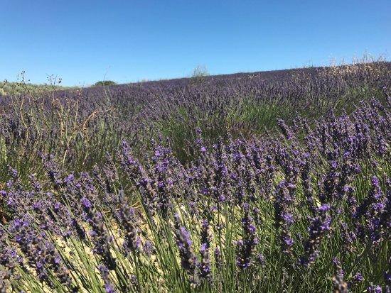 Valensole-Events