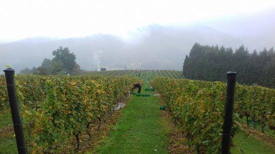 Bodegas Itsasmendi