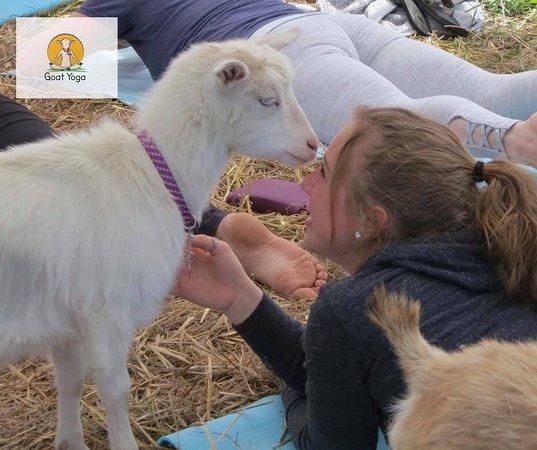 Original Goat Yoga