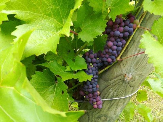 Dragon Willow Winery