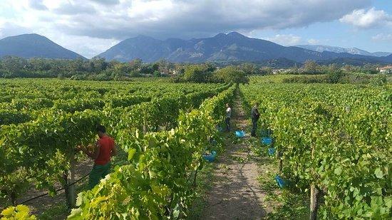 Cantina Di Santo