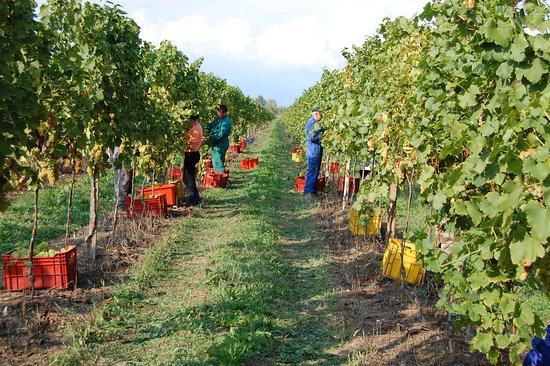 Societa Agricola Pradelle