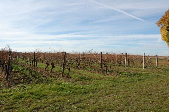 Domaine Grande Croix Mougne