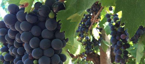 Cantine Di Stefano