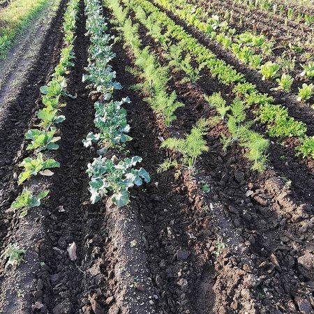 Agricola Acqua E Sole