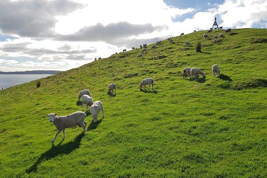Wild Adventures New Zealand