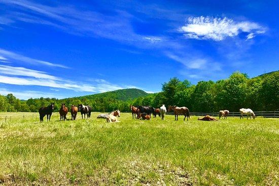 White Mountain Horseback Riding