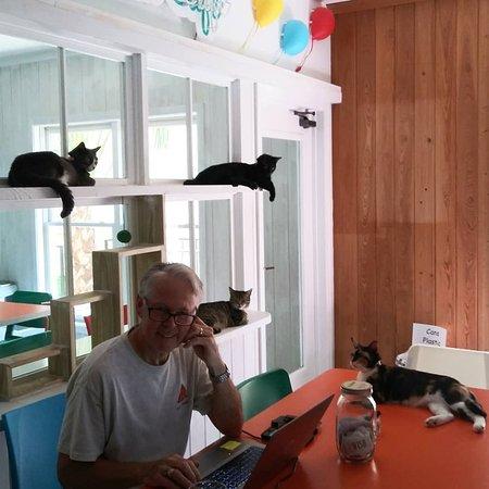 Purr & Pour Cat Cafe