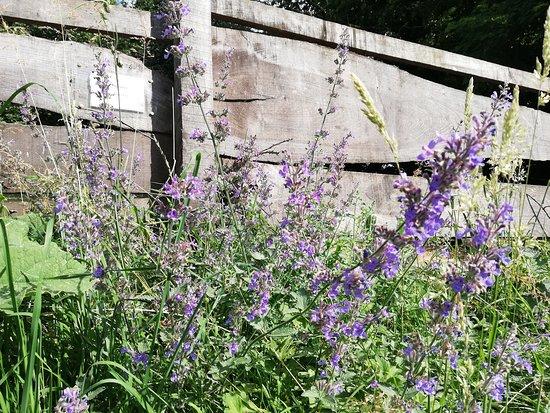 Ferme Medievale a l'ecoute de la Nature